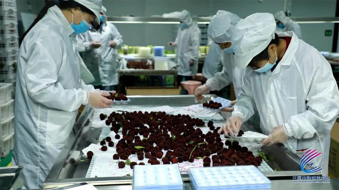 4800公里！蘭溪楊梅“睡”到新疆再“蘇醒”，真“鮮”！